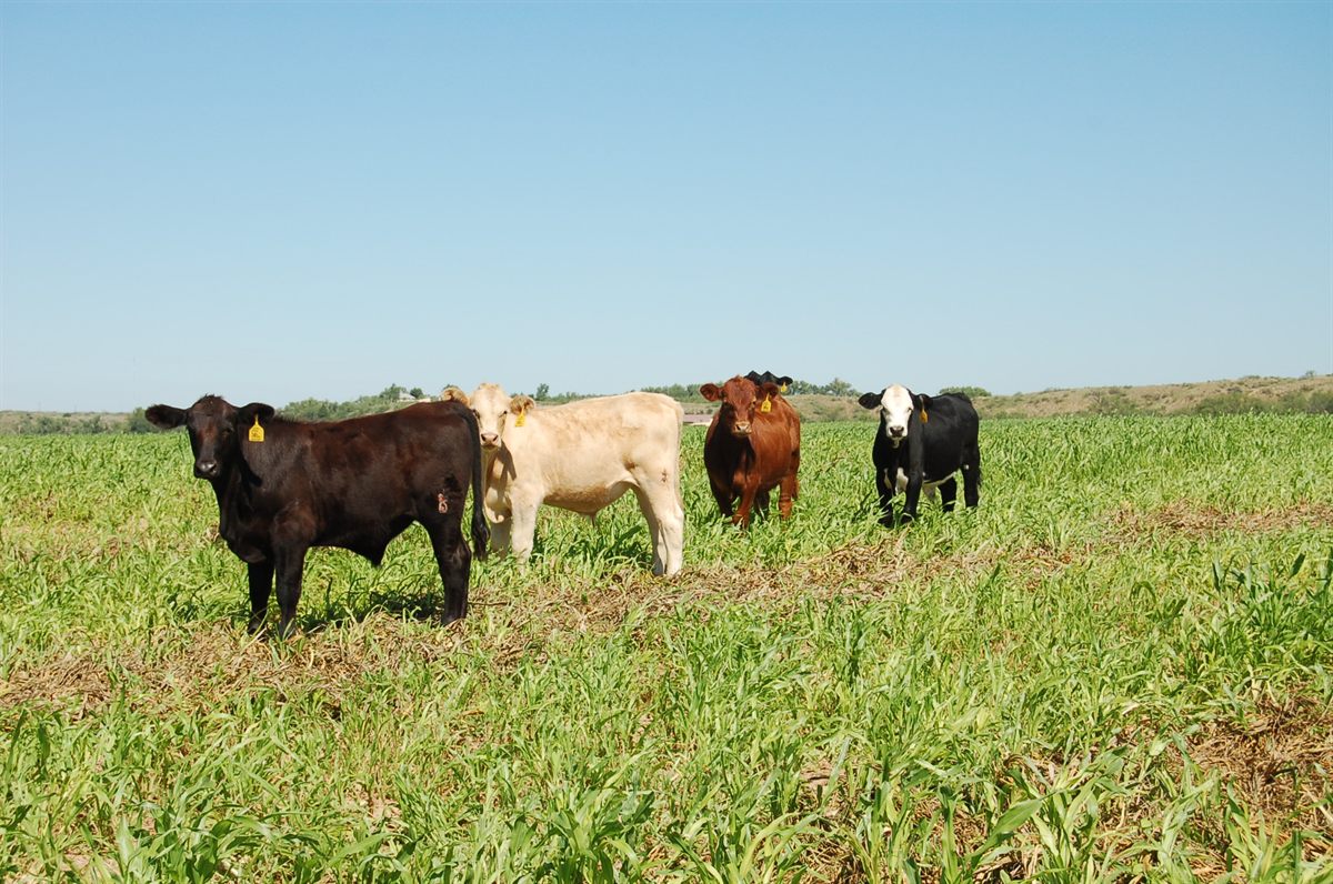 Four calves of different breeds grazing in a millet field